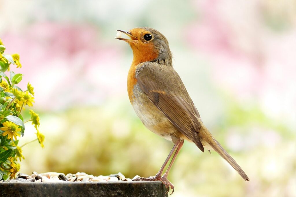 bird, robin, ornithology-4563886.jpg