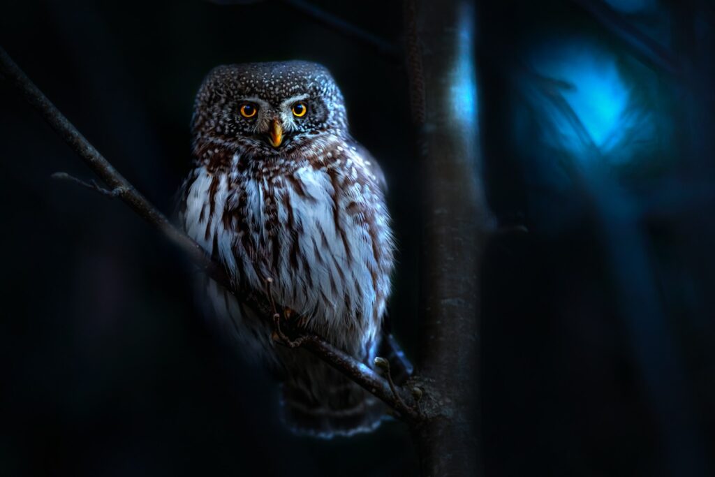 an owl is sitting on a tree branch